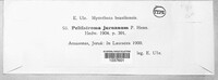 Peltistroma juruanum image
